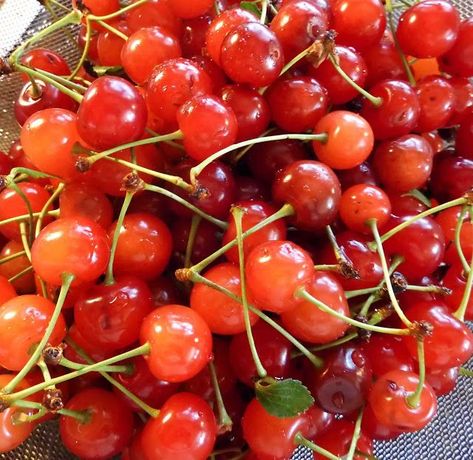 Montmorency Cherries From Cat Patches blog. Montmorency Cherry, Cat Patch, Fruit Stands, Cherry Juice, Point And Shoot Camera, Little Birds, Written By, Farmer, Dessert Recipes