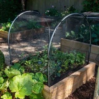 Brussel Sprout Plant, Cabbage Cauliflower, Broccoli And Brussel Sprouts, Raised Bed Kits, Crop Protection, Butterfly Net, Strong Style, Vegetable Garden Diy, Home Grown Vegetables