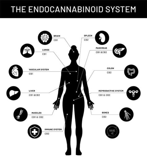 Green Name, Cells Activity, Cerebrospinal Fluid, Endocannabinoid System, Wellness Trends, Sanskrit Words, Bones And Muscles, Reproductive System, Mood Boost