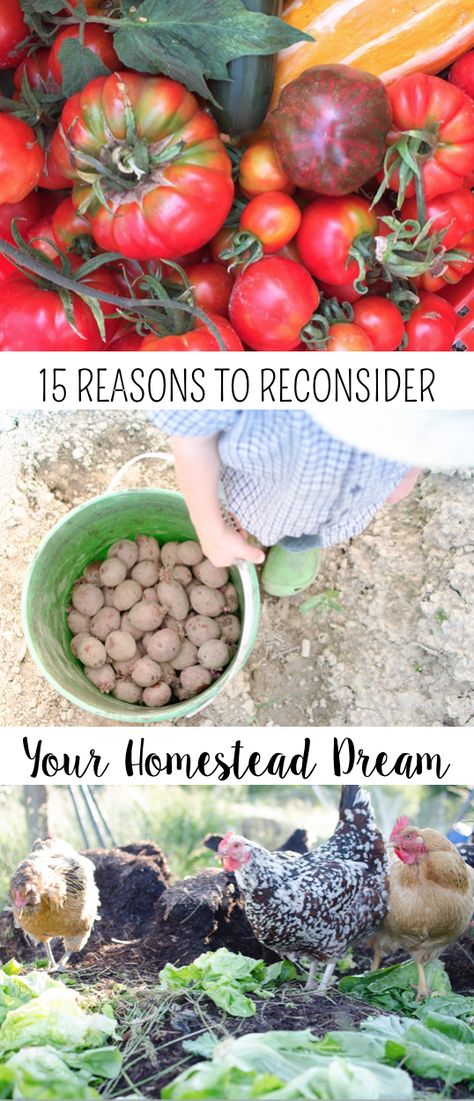 15 Reasons to Reconsider Your Homestead Dream Farmhouse Gardens, Chicken Raising, Amish Living, Grid Ideas, Hobby Farming, Living Sustainably, Homestead Farm, Future Farms, Survival Quotes