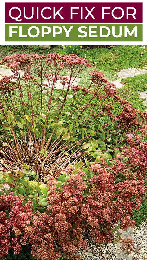 Fall Garden Care, Amazon Garden, Sedum Garden, Sedum Plant, Garden Mum, Tattoo Plant, Outside Plants, Shade Garden Plants, Garden Remedies