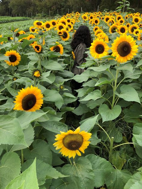 Sunflower Picking, Hay Maze, Sunflower Field Pictures, Field Pictures, Sunflower Farm, Board Themes, Orange Sherbert, Vision Board Themes, Pony Rides