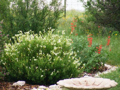 Salvia greggii white Salvia Greggii, Landscape Ideas, Landscaping Ideas, Garden Design, Landscaping, Plants, Flowers, White, Design