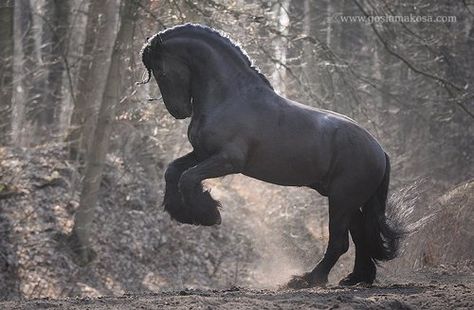 Friesian draft mix Horses Photos, Percheron Horses, Friesian Stallion, Friesian Horses, Big Horses, Black Horses, Most Beautiful Horses, Friesian Horse, Most Beautiful Animals