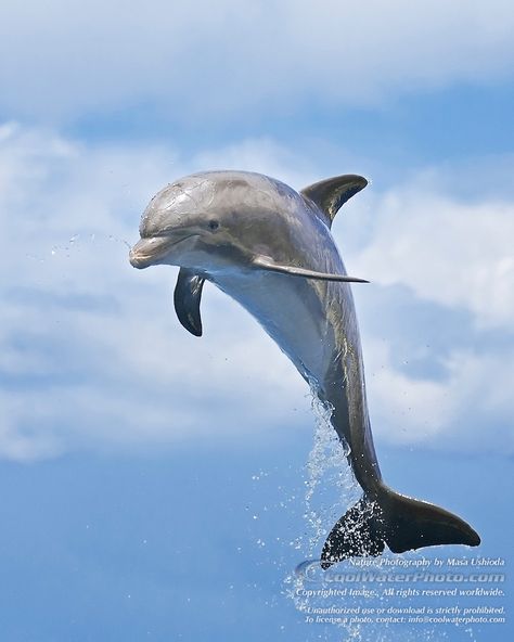 Whale Reference, Common Bottlenose Dolphin, Aquarium Animals, Common Dolphin, Dolphin Photos, Dolphin Lover, Georgia Aquarium, Bottlenose Dolphin, The Big Blue