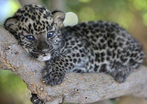 Baby Jaguar Leopard Cub, Baby Leopard, Baby Animals Pictures, Baby Animals Funny, Cheetahs, Hyena, Cute Animal Pictures, Sweet Animals, Animal Planet