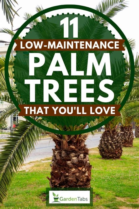 11 Low-Maintenance Palm Trees That You'll Love - Garden Tabs Palm Trees Garden, Landscaping Around Pool, Palm Trees Landscaping, Small Palm Trees, Tropical Landscape Design, Florida Landscaping, Florida Plants, Tropical Garden Design, Tropical Backyard