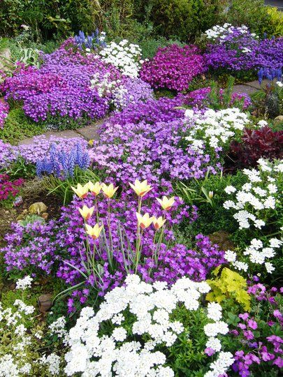 THIS is the kind of image I think of when I hear "purple haze." :o) Rockery Ideas, Pictures Of Spring Flowers, Rockery Garden, Alpine Garden, Rock Garden Plants, Blossom Season, Colour Colour, Pallet Garden, Plants Garden