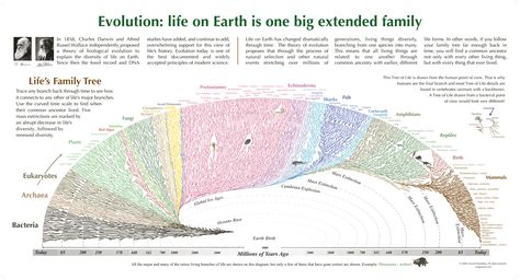 Best representation of the Tree of Life that I've ever seen: - Imgur Tree Of Life Evolution, Dna Tree, Family Tree Poster, Theory Of Evolution, Shop Poster, Big Animals, Life Poster, Charts And Graphs, Life On Earth