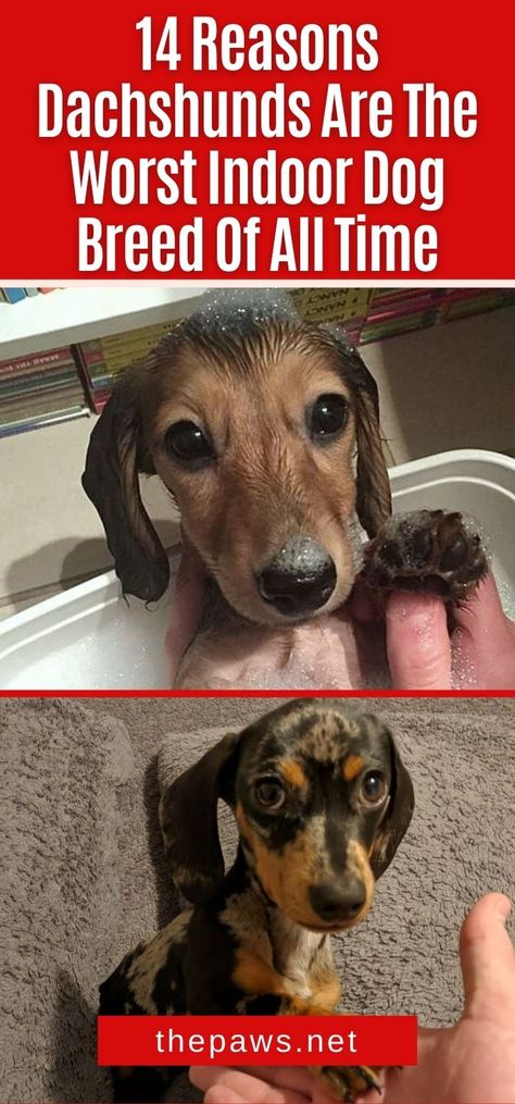 We are warning you, do NOT let this little pooch with their cute appearance manipulate you into adopting them. Cute Weiner Dogs, Dapple Dachshund Long Haired, Miniature Long Haired Dachshund, Longhaired Weenie Dog, Miniature Daschund, Weenie Dogs Funny, Dapple Dachshund Miniature, Funny Dachshund Pictures, Wiener Dog Humor