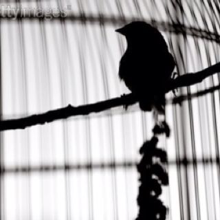 . A Bird In A Covered Cage Aesthetic, Golden Cage Aesthetic, Bird In A Cage Aesthetic, Caged Bird Aesthetic, Birdcage Aesthetic, Cage Aesthetic, Clipped Wings, Pod Hotels, Bird In A Cage