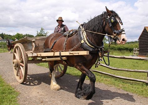 Horse & Cart..Dad used to have two show Cart Horses..He won many rosettes. Divine Creatures, Market Cart, Farm Wagons, Country Views, Horse Cart, Open Air Museum, Wagon Wheels, Medieval Market, Shire Horse