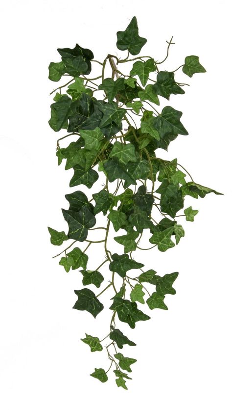 Vine English Ivy Green Flame Retardant Artificial Branch Plant 91 cm (5pcs. set) - from £62.10 | Getpotted.com#medicinal herbs #Herbs #herb garden outdoor #herb garden ideas #Medicinal Herbs Garden #health aesthetic Indoor Ivy, Ivy Plant Indoor, Artificial Branches, Ivy Vine, Artificial Plants And Trees, English Ivy, Ivy Plants, Hanging Plants Indoor, Plant Ideas