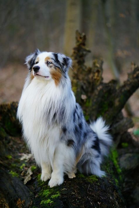 Beautiful dog, cute Dog Merle Australian Shepherd, Australian Shepherd Blue Merle, Shepherd Dog Breeds, Aussie Puppies, Australian Shepherd Puppies, Really Cute Puppies, Aussie Dogs, Super Cute Puppies, Australian Shepherd Dogs