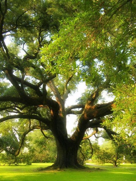 Oak King, Magical Tree, Mighty Oaks, Large Tree, Old Tree, Ancient Tree, Tree Photography, Tree Illustration, Big Tree