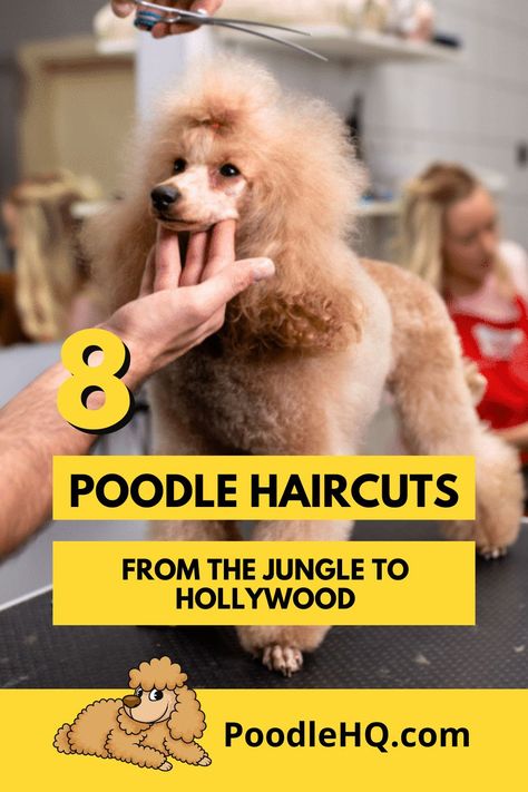 What comes to your mind when you think of poodles? If you’re thinking what we’re thinking, then most likely it’ll be their quirky haircuts. Poodles are not only diverse when it comes to their breeds and crossbreeds, but also their appearance too.Yes, you’ve probably seen many poodles that are stylish, flamboyant, and have their own identity. That’s the brilliant thing if you’re a poodle owner; you can choose to have it cut (or not) in certain styles Poodle Haircuts Miniature, Poodle Quotes Funny, Poodle Winter Haircut, Types Of Poodle Haircuts, Haircuts For Poodles, Winter Poodle Haircuts, Poodle Haircut Styles Standard, You Poodle Haircut, Standard Poodle Haircut Styles Winter