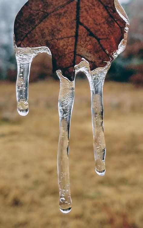 Oklahoma. Ice. Winter. Frozen. Photography. Leaves. Simple. Ice Photography Ideas, Freeze Movement Photography, Freeze Photography Ideas Shutter Speed, Frozen Photography, Frozen In Time Photography, Cold Photography, Flowers In Ice Photography, Frozen Movement Photography, Frozen Nature Photography