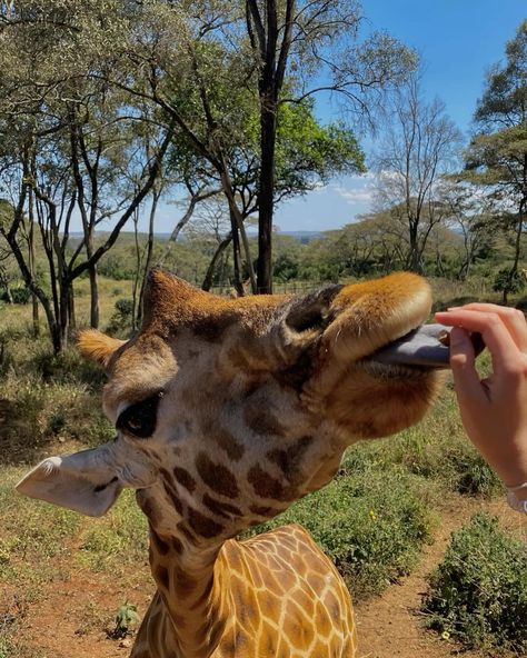 Scenic and magical🪄🧡 #nairobi #magicalkenya 🇰🇪 Trip To Kenya, Best African Safari Tours, Africa Travel Aesthetic, Nairobi Kenya Aesthetic, Rwanda Aesthetic, Nairobi Aesthetic, Kenya Holiday, Kenya Aesthetic, South Africa Trip