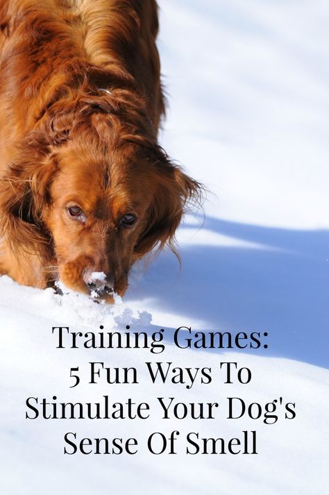 Playing training games to stimulate your dog's sense of smell isn't just a way to teach him useful new tricks, it's also a fun way to switch things up! Dog Tricks Easy, Pocket Beagle, Training Puppy, Easiest Dogs To Train, Dog Tricks, Dog Games, Sense Of Smell, Dogs Training, Training Ideas