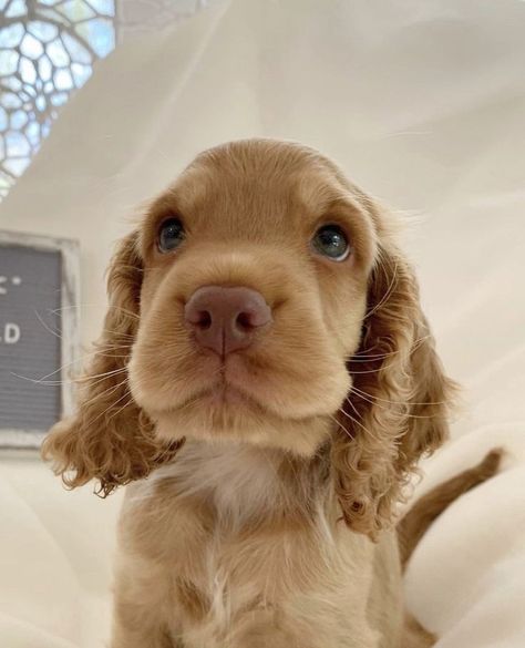 Golden English Cocker Spaniel Puppy, Show Cocker Spaniel Puppies, Golden Cocker Spaniel Aesthetic, Mini Cocker Spaniel, Blonde Cocker Spaniel, Golden Cocker Spaniel Puppies, English Cocker Spaniel Puppies, Bows Aesthetic, Golden Cocker Spaniel