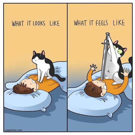 Katt Grejer, Cat Jokes, Cat Comics, Funny Animal Jokes, Cats Funny, Humor Memes, Anime Cat, Funny Cat Pictures, Cat Stuff