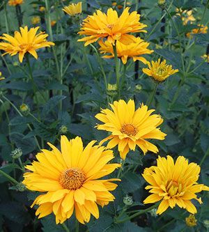 False sunflower Heliopsis False sunflowers are easily confused with perennial sunflowers, but they have the advantage of being more compact ... False Sunflower, Perennial Sunflower, Yellow Daisy Flower, Water Wise Plants, Planting Sunflowers, Yellow Daisy, Outdoor Flowers, Flower Care, Drought Tolerant Plants