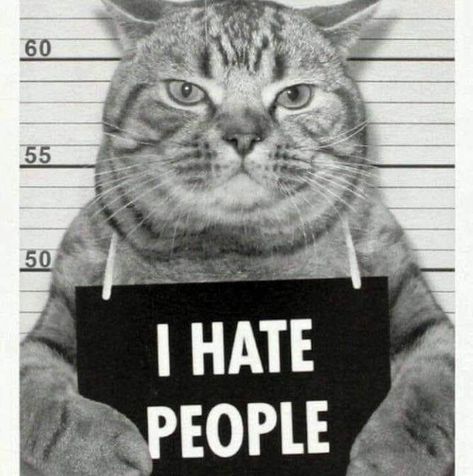 I Hate People, Hate People, A Cat, Funny