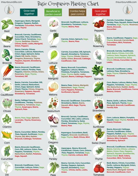 Companion Planting 101 Garden Bed Plant Ideas, Compatible Plants Companion Gardening, Companion Planting Melons, Fall Companion Planting, Companion Planting In Containers, Vegetable Garden Design Layout Companion Planting, Companion Planting Flowers Vegetables, Cilantro Companion Planting, Companion Vegetable Planting