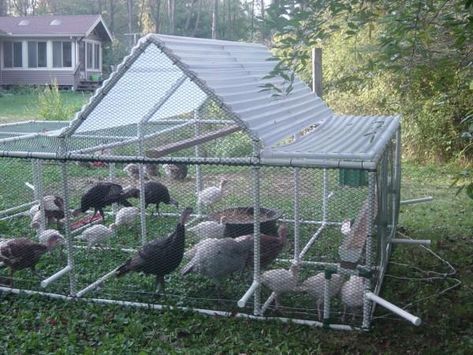 my new turkey tractor | BackYard Chickens - Learn How to Raise Chickens Pvc Chicken Tractor, Turkey Tractor, Urban Chicken Farming, Mobile Chicken Coop, Best Egg Laying Chickens, Portable Chicken Coop, Egg Laying Chickens, Chicken Pen, Chicken Tractors