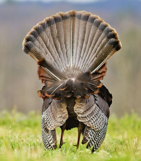 Shake a tail feather... :) Photographer: Malcolm MacGregor 1st Thanksgiving, Turkey Bird, Gamebirds, Animal Studies, Turkey Calling, Pheasant Hunting, Best Turkey, Turkey Hunting, Wild Turkey