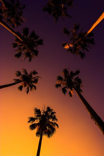 Miami Style- love Miami - but hate Art Deco style. Palm Trees Wallpaper, Palm Tree Sunset, Tropical Wallpaper, Sunset Wallpaper, Sunset Photos, Nature Wallpaper, Mobile Wallpaper, Beach Life, Palm Trees