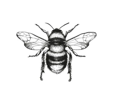 Honey Combs Drawing, Bumble Bee Sketch, Bumble Bee Drawing, Bumblebee Drawing, Honey Bee Drawing, Bee Sketch, Butterfly Tattoo Stencil, Bee Drawing, Bee Tattoo