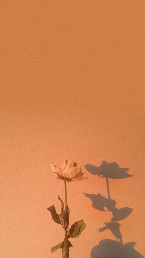 Burnt orange autumn Burnt Orange Wallpaper Aesthetic, Burnt Orange Wallpaper Iphone, Burnt Orange Background Aesthetic, Burnt Orange Aesthetic Wallpaper, Background Aesthetic Fall, Orange Background Aesthetic, Burnt Orange Aesthetic, Burnt Orange Wallpaper, Orange Aesthetic Wallpaper