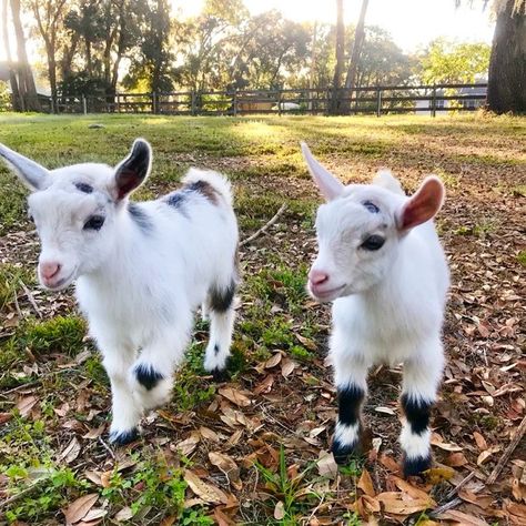 Goat Picture, Mini Goats, Pygmy Goat, Baby Farm Animals, Farm Business, Cute Goats, Farm Tour, Baby Animals Pictures, Goat Farming