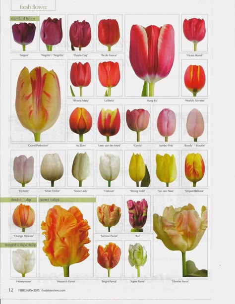 flower classroom: Tulips....Florists Review Magazine features this amamzing flower.... Flower Classroom, Types Of Tulips, Valentines Day Flowers, Tulips Art, Tulips Garden, Flower Guide, Flower Names, Tulips Flowers, Types Of Flowers