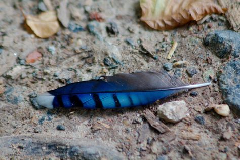 Blue Jay Feather, Jay Feather, Wallpaper Aesthetics, Captain America Civil, Feather Art, Tail Feathers, Bird Photo, Blue Jay, Beetles