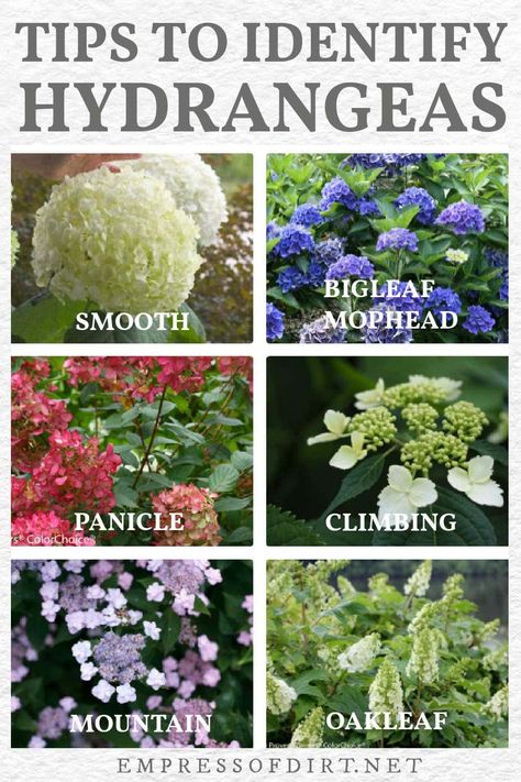 How to Identify Types of Hydrangeas (& Know When To Prune) | Empress of Dirt Double Wide Landscaping, How To Prune Hydrangeas Spring, Pruning Hydrangeas When To, When To Plant Hydrangeas In Ground, How To Prune Hydrangeas, Front Yard Island Landscaping, Hydrangea Landscaping Ideas, Pruning Endless Summer Hydrangeas, Hydrangea Flower Bed