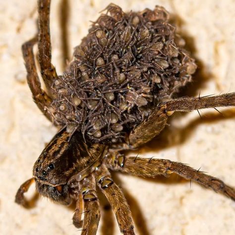 Wolf spider with her babies, Christian Grigore Desert Spider, Wolf Spider Art, Spider Spirit Animal, Wolf Spiders, Spider Cryptid, Zebra Jumping Spider, Wolf Spider, Cool Bugs, Arthropods