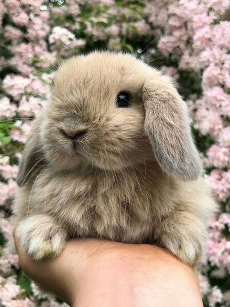 Cute Fluffy Bunny, Mini Lop Bunnies, Cutest Bunny Ever, Bunny Flower, Bunny Images, Cute Bunny Pictures, Cute Small Animals, Fluffy Bunny