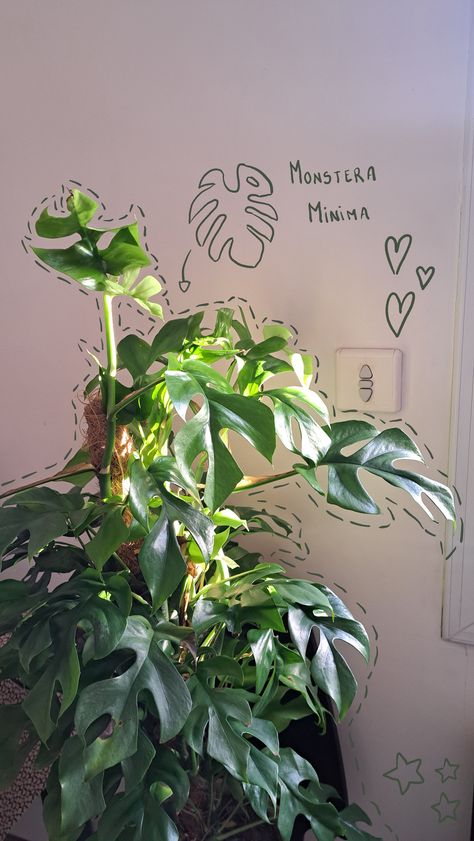 Monstera Minima, Potted Houseplants, Green Plants, Potted Plants, House Plants, Plants