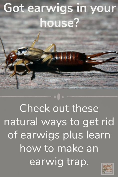 How do you get rid of earwigs for good? It is super easy and pesticide free! Learn my tips plus grab my instructions for a DIY trap to get rid of earwigs. From HybridRastaMama.com #pestcontrol #insectrepellent #pincherbug #bugs #earwigs How To Get Rid Of Earwigs In Your Home, Earwigs In House, Earwig Killer, Lawn Hacks, Getting Rid Of Earwigs, Household Bugs, Mosquito Repelling, Earwigs, Rid Of Ants