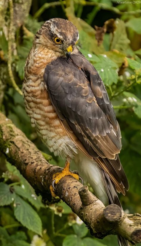 Sparrowhawk Japanese Demon Tattoo, Japanese Demon, Sparrowhawk, Demon Tattoo, Owl Pictures, Rare Animals, Marauders Era, Wildlife Nature, Wildlife Animals