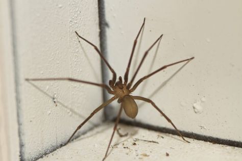 These Are The 6 Scariest Bugs That Live In Vermont That You Should Know About Brown Recluse Spider, Recluse Spider, Brown Recluse, Spiders