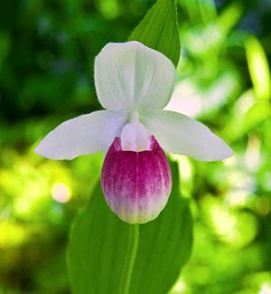 Canadian Flowers, Lady Slipper Flower, Pink Lady Slipper, State Flowers, Art Printmaking, Lady Slipper, White Lady, Cards Flowers, Woodburning Projects