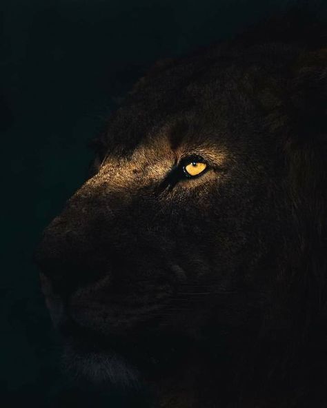 Lion Eyes, Lion Book, Lion Tattoo Sleeves, Wild Animal Wallpaper, Lion Photography, Lions Photos, Lion Love, Lion Wallpaper, Black Background Photography