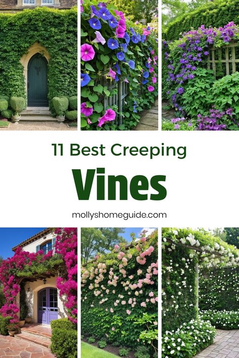 Looking to add some greenery to your garden or home? Check out our collection of fast-growing creepers and vines. From the best creeping virginia to the beautiful creeping jasmine, we have a wide variety for you to choose from. These climbing flowering vines don't just beautify your space but also provide a natural touch. If you're searching for drought-tolerant ground cover plants, consider options like creeping jenny sweet potato or creeping fig vine. How To Grow Vines On House, Plants That Drape Down, Climbing Vines Trellis, Wall Creeper Plants, Creeping Jasmine, Jasmine Plant Climbing, Creeping Fig Vine, Creeper Flowers, Fig Vine