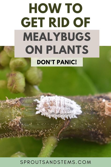 Bugs In Plants How To Get Rid, Pests On Plants, House Plant Pests How To Get Rid, Mealy Bugs On House Plants, How To Get Rid Of Mealy Bugs On Plants, Mealy Bugs How To Get Rid Of, Mealybugs How To Get Rid, Get Rid Of Mealy Bugs, White Bugs On Plants