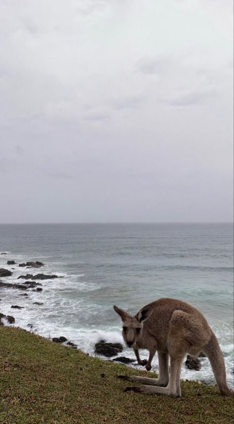 Ocean road | ocean aesthetic | kangaroo aesthetic | Australian Kangaroo Aesthetic, Aesthetic Kangaroo, Australia Beach Aesthetic, Australia Aesthetic, Australia Beach, Ocean Aesthetic, Beach Aesthetic, My Vibe, Mammals