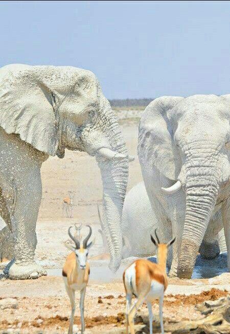 The White Elephant Is Not a Legend | Elephants | Animals beautiful ... Rare Albino Animals, Mother And Baby Elephant, Animals And Pet Supplies, Biggest Elephant, Albino Animals, Highlands Terrier, Fish Supplies, Africa Map