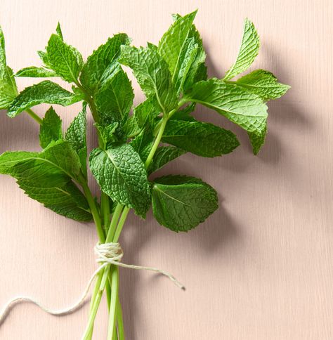 Plant this prolific herb now, and you’ll soon have enough to garnish every dessert until October. Luckily, with our ideas, too much mint will always be just enough. Herb Ideas, Mint Photography, Mint Plant, Mint Herb, Recipes For Chicken, Tomato Butter, Cooking Herbs, Spiralized Zucchini, Classic Salad